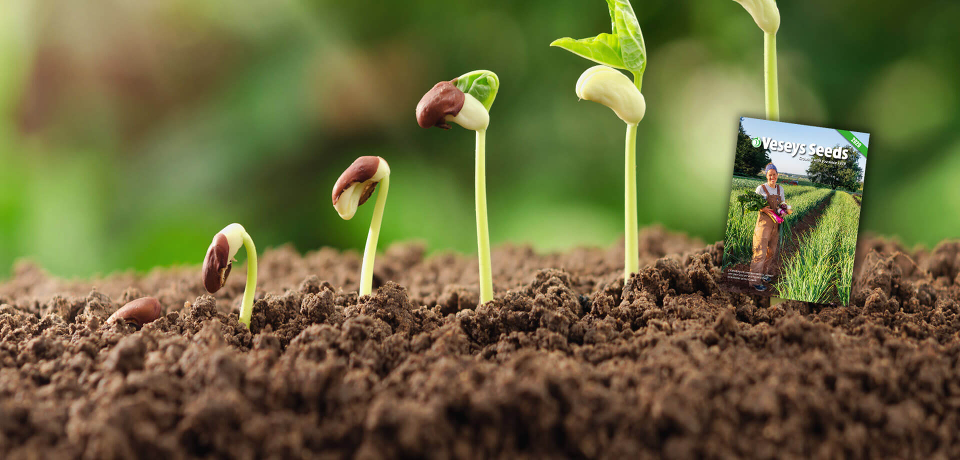 time to order your vegetable seed